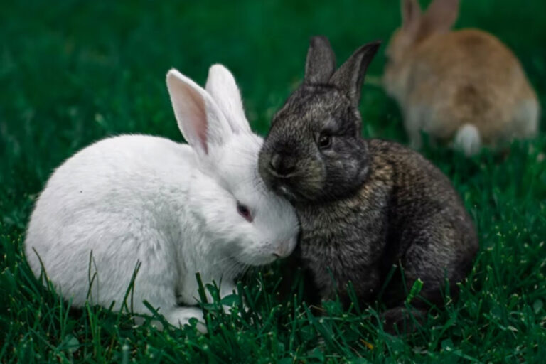 Best Thrusting Rabbits